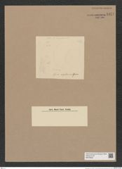 Coscinodiscus sp. (de-Toni-Nr.: Genus 202) Zeichnungen Sammlung Grunow Nr. 8951 (NHMW-BOT-W0378638)